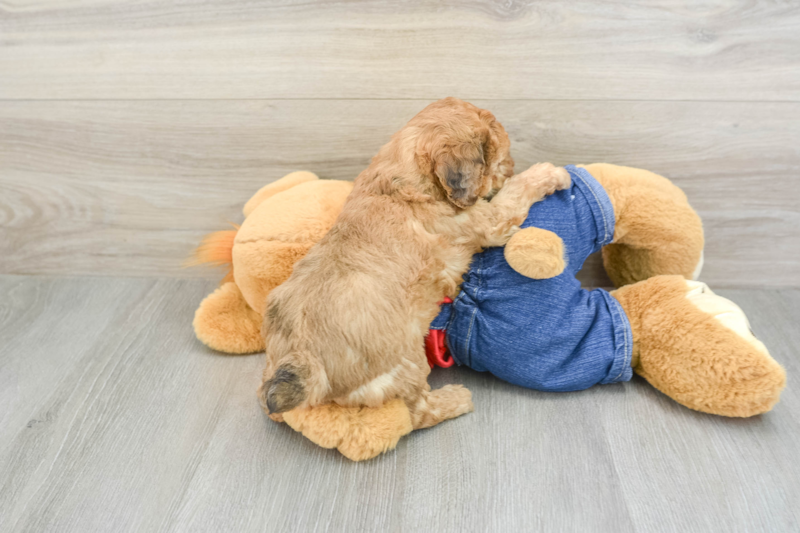Meet Jagger - our Poodle Puppy Photo 2/3 - Seaside Pups