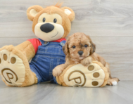 9 week old Poodle Puppy For Sale - Seaside Pups