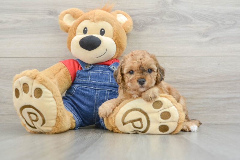 Meet Jagger - our Poodle Puppy Photo 3/3 - Seaside Pups