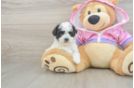 Sweet Caniche Purebred Puppy