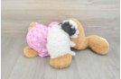 Funny Poodle Purebred Pup