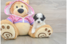 Poodle Puppy for Adoption