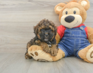 8 week old Poodle Puppy For Sale - Seaside Pups