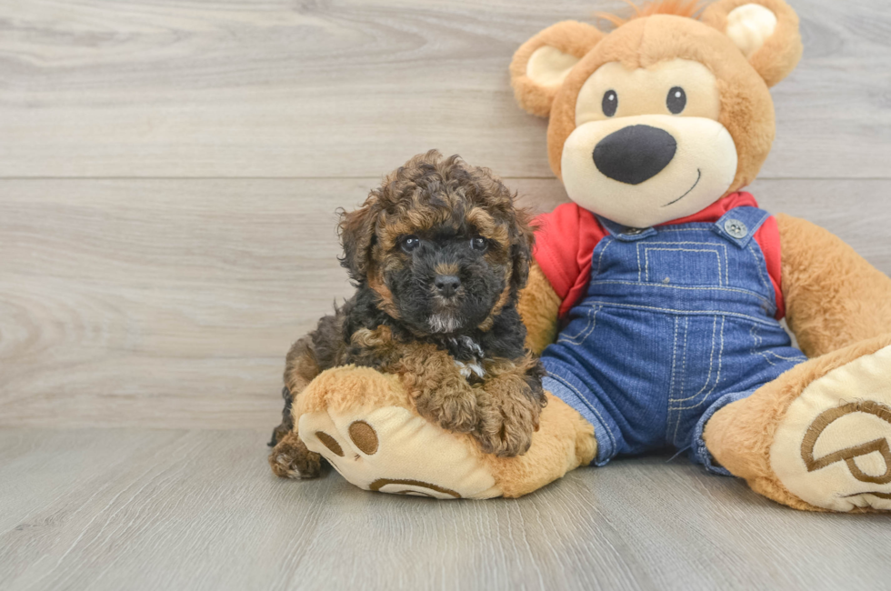6 week old Poodle Puppy For Sale - Seaside Pups