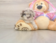 9 week old Poodle Puppy For Sale - Seaside Pups