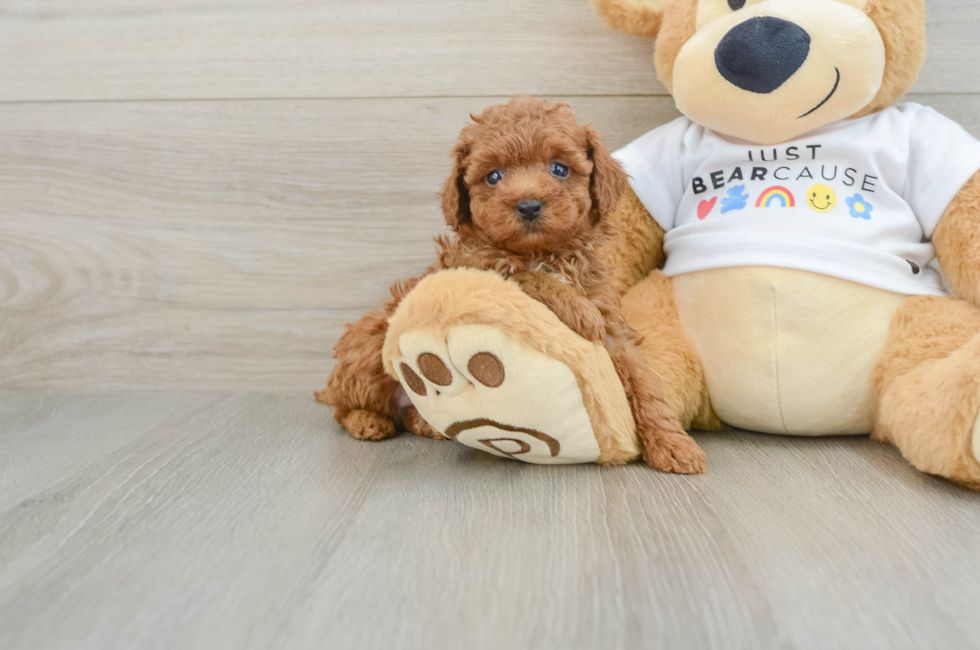 5 week old Poodle Puppy For Sale - Seaside Pups