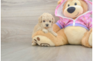Best Poodle Baby