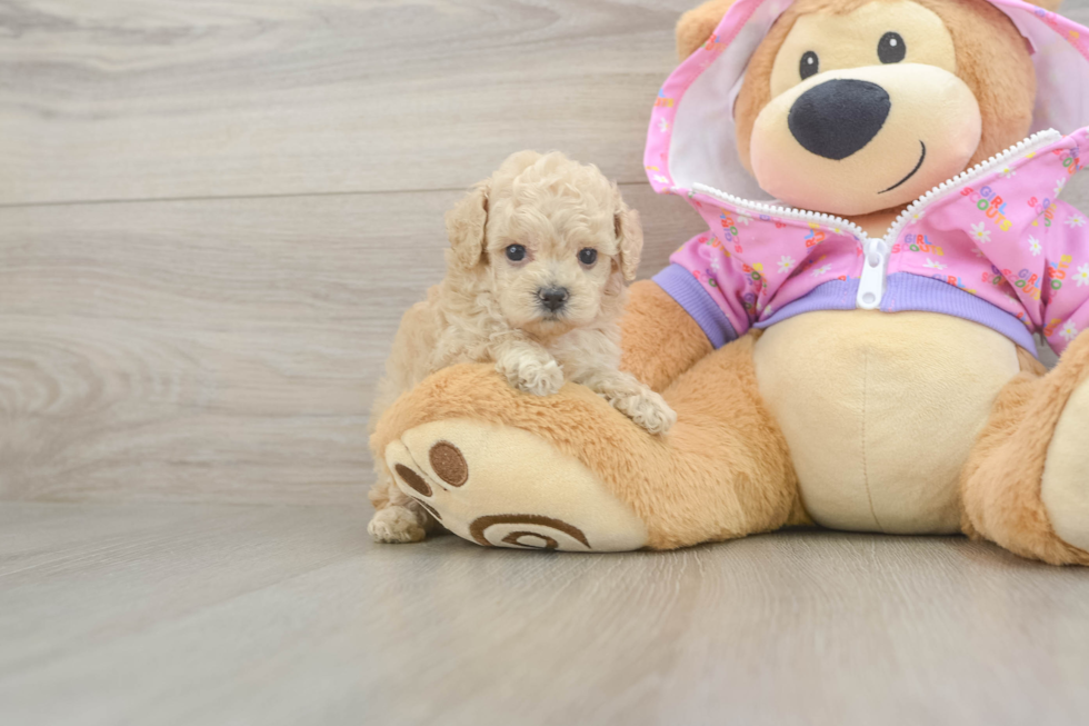 Best Poodle Baby