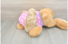 Poodle Puppy for Adoption