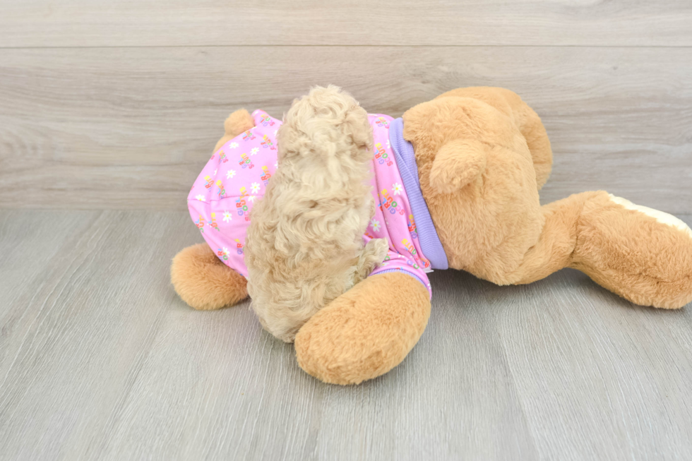 Poodle Puppy for Adoption