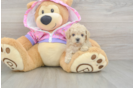 Hypoallergenic Poodle Baby