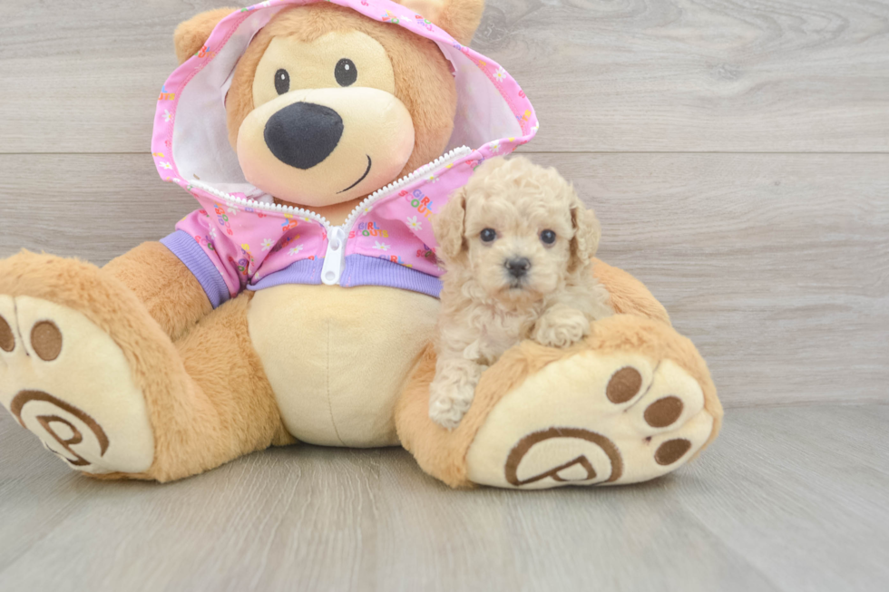 Hypoallergenic Poodle Baby