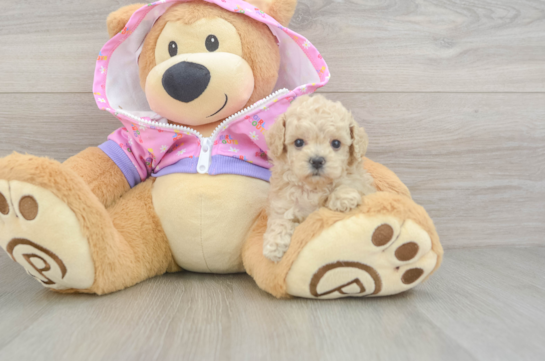 Hypoallergenic Poodle Baby