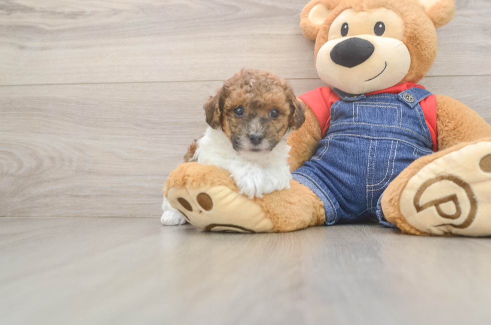 5 week old Poodle Puppy For Sale - Seaside Pups