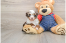 Poodle Puppy for Adoption