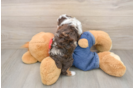 Poodle Puppy for Adoption