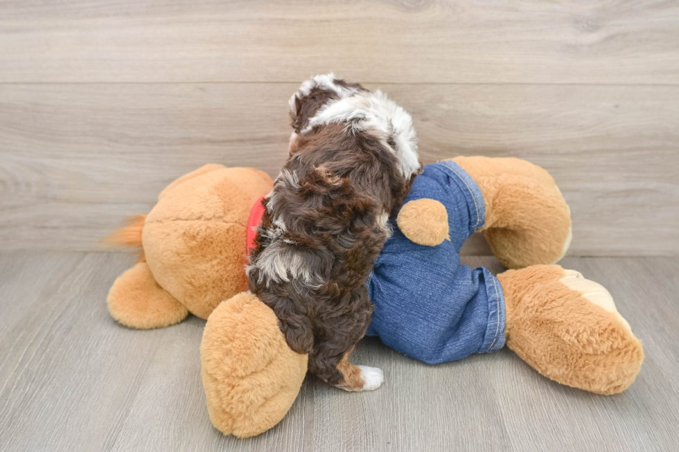 Poodle Puppy for Adoption