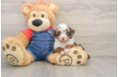 Cute Pooodle Purebred Puppy
