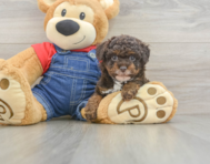 8 week old Poodle Puppy For Sale - Seaside Pups