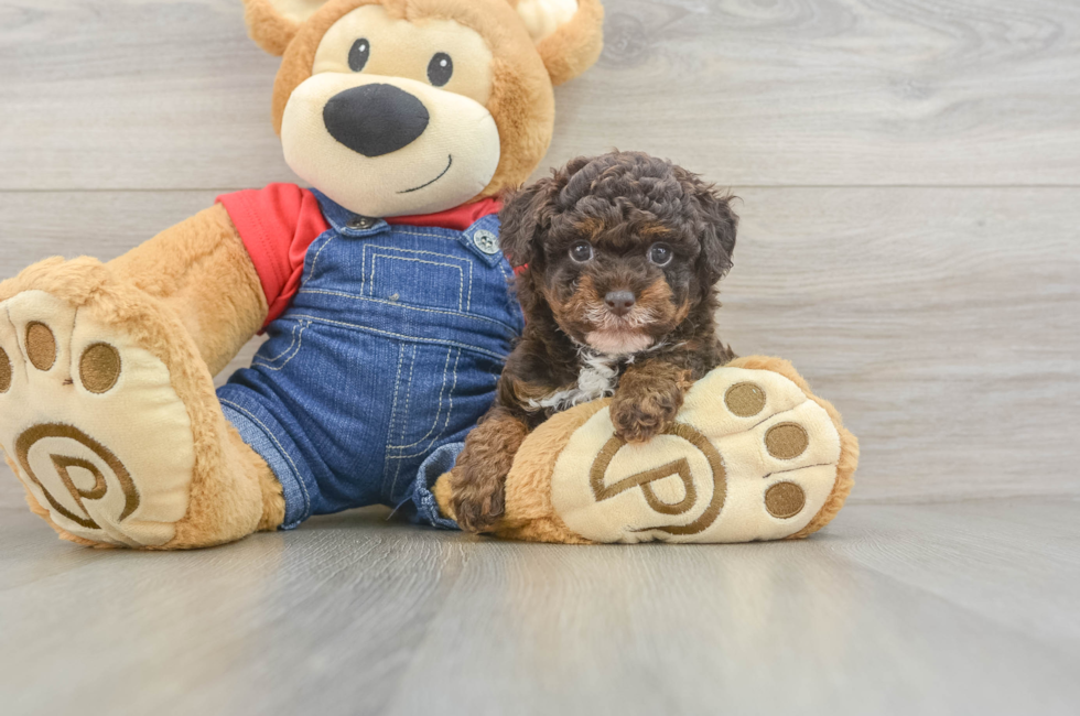 6 week old Poodle Puppy For Sale - Seaside Pups