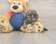 7 week old Poodle Puppy For Sale - Seaside Pups