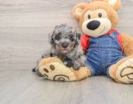 7 week old Poodle Puppy For Sale - Seaside Pups