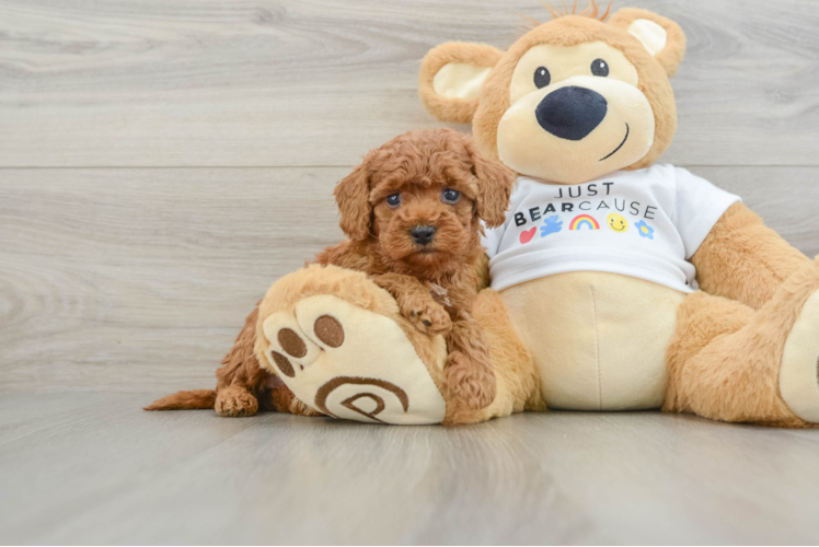 Poodle Puppy for Adoption
