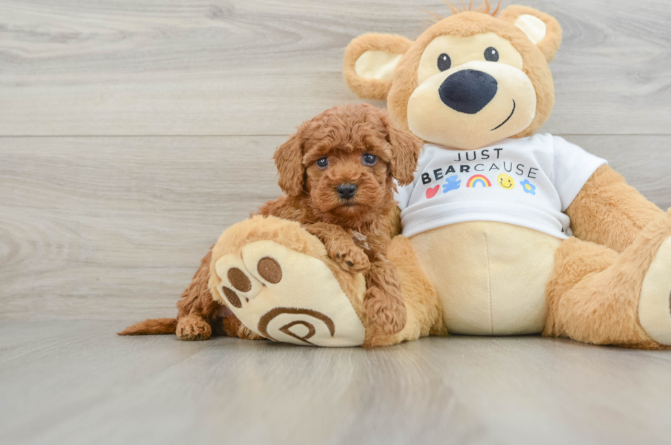 5 week old Poodle Puppy For Sale - Seaside Pups