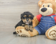 8 week old Poodle Puppy For Sale - Seaside Pups