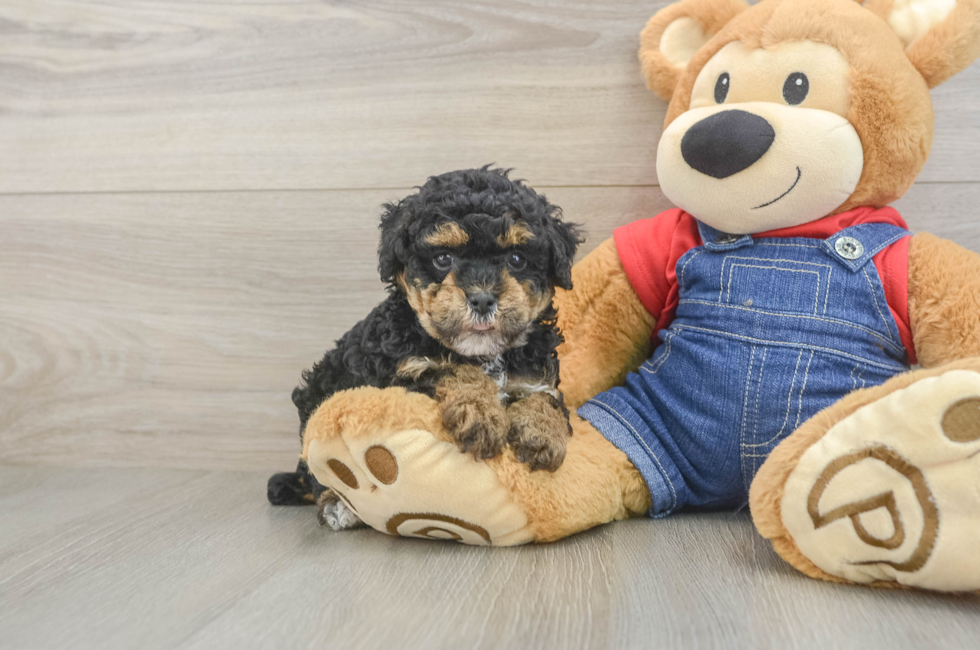 6 week old Poodle Puppy For Sale - Seaside Pups