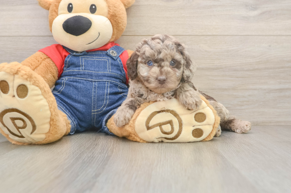 5 week old Poodle Puppy For Sale - Seaside Pups