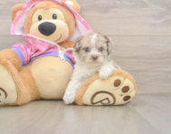 7 week old Poodle Puppy For Sale - Seaside Pups 7 week old Poodle Puppy For Sale - Seaside Pups