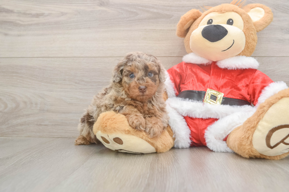 5 week old Poodle Puppy For Sale - Seaside Pups