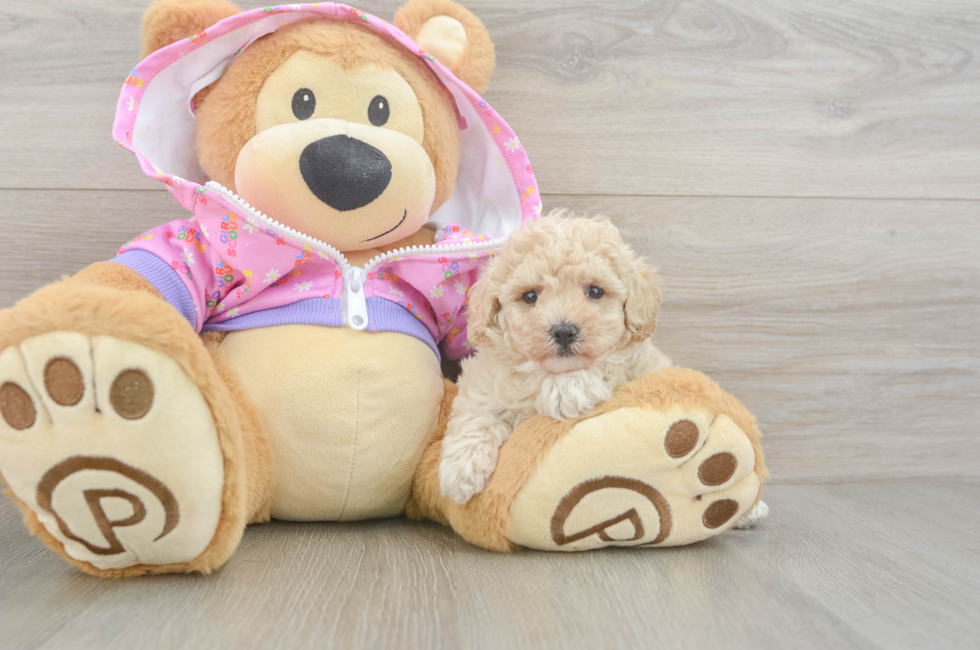5 week old Poodle Puppy For Sale - Seaside Pups