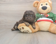 8 week old Poodle Puppy For Sale - Seaside Pups