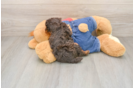Cute Pudle Purebred Puppy