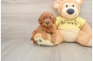 Best Poodle Baby