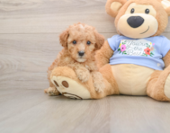 8 week old Poodle Puppy For Sale - Seaside Pups