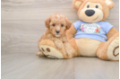 Best Poodle Baby