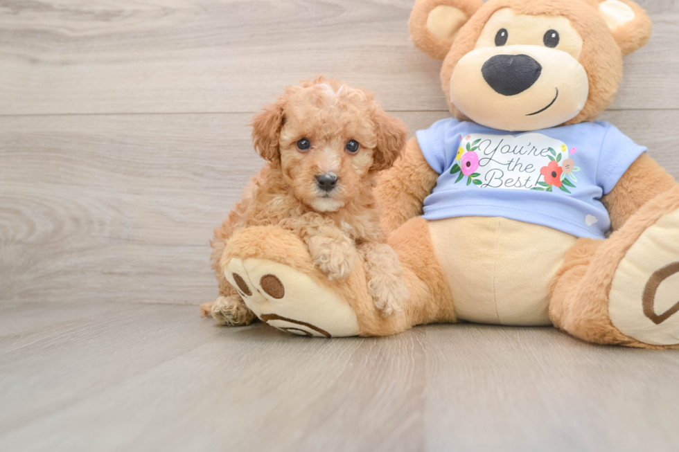 Best Poodle Baby