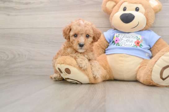 Best Poodle Baby