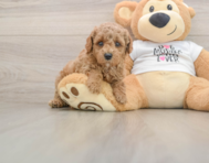 7 week old Poodle Puppy For Sale - Seaside Pups