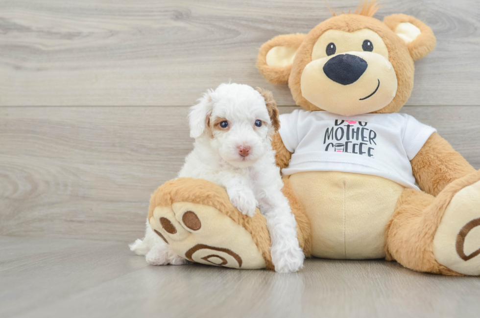 5 week old Poodle Puppy For Sale - Seaside Pups