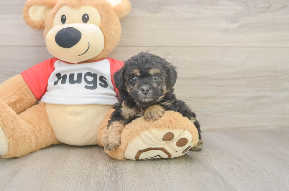 5 week old Poodle Puppy For Sale - Seaside Pups