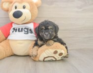 7 week old Poodle Puppy For Sale - Seaside Pups 7 week old Poodle Puppy For Sale - Seaside Pups