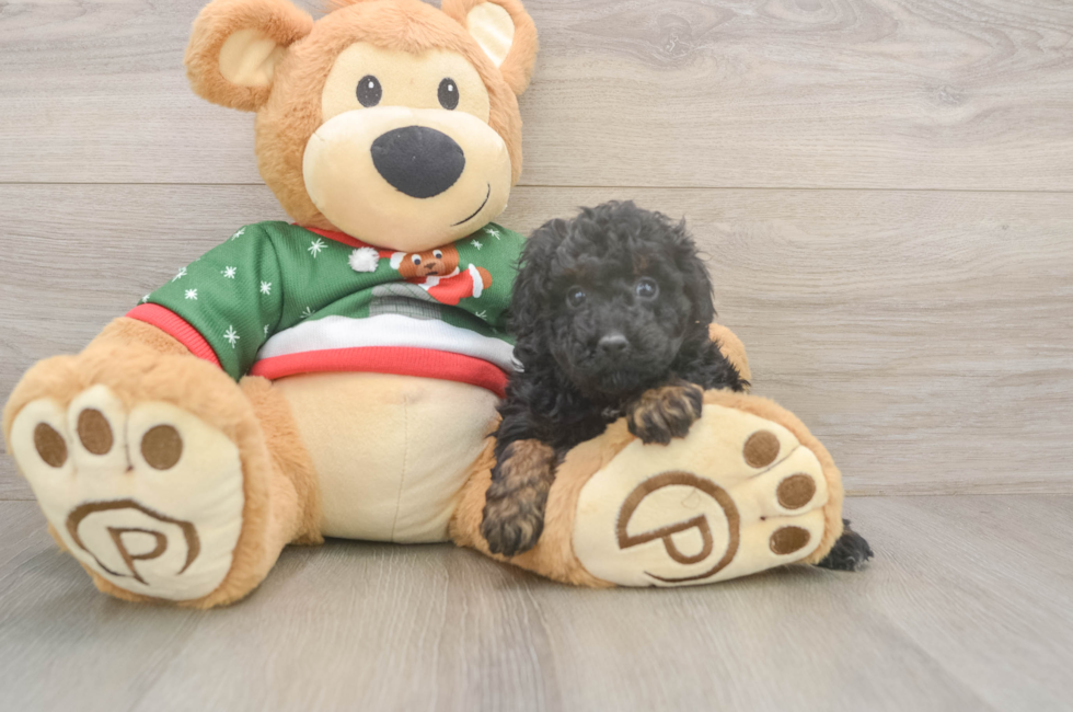 5 week old Poodle Puppy For Sale - Seaside Pups