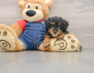 7 week old Poodle Puppy For Sale - Seaside Pups
