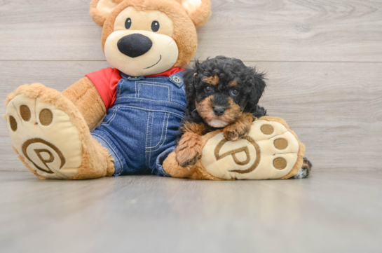 Happy Caniche Purebred Puppy