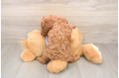 Sweet Pudel Purebred Puppy