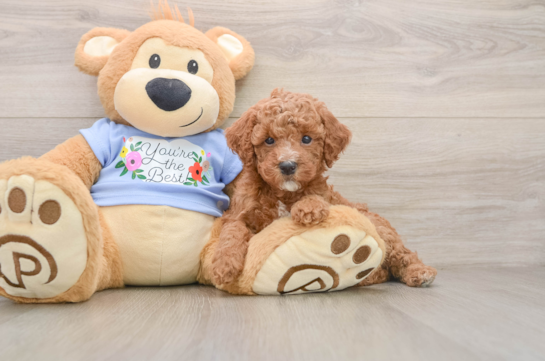 Best Poodle Baby